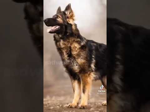 Видео: ⛓️🖤 ЭДИТЫ НЕМЕЦКОЙ ОВЧАРКИ 🖤⛓️
