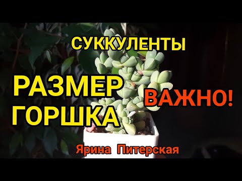 Видео: Размер горшка для суккулентов. Важный аспект !