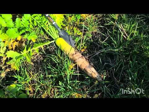 Видео: Стан сидератів