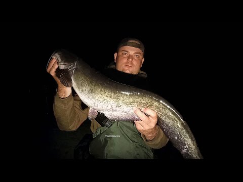 Видео: Цей день настав! Рибалка на Дніпрових Сомів та Лящів !!!