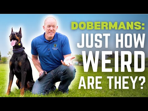 Видео: 7 самых странных вещей, которые делают доберманы (и почему)
