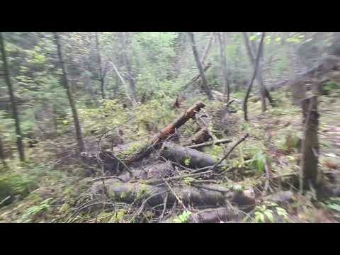 Видео: Осенний лес 07 10 2025