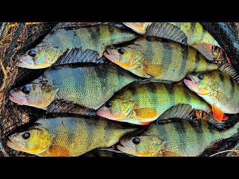 Видео: ВЕСНЯНИЙ ОКУНЬ на ДНІПРІ! Ловля Окуня на Спінінг в Травні 2025