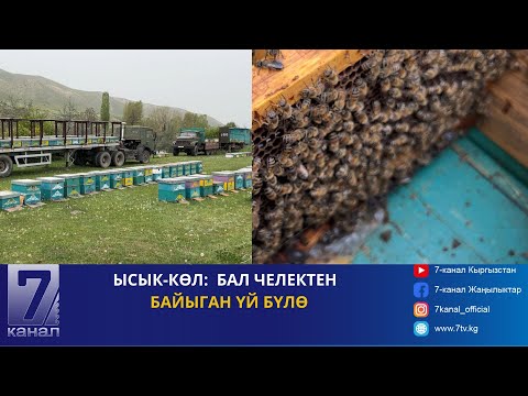 Видео: БАЛ ЧЕЛЕКТЕН БАЙЫГАН ҮЙ БҮЛӨ