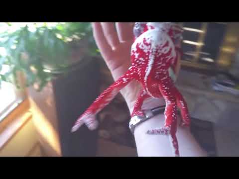 Видео: Когда хамелеон тебе доверяет :)