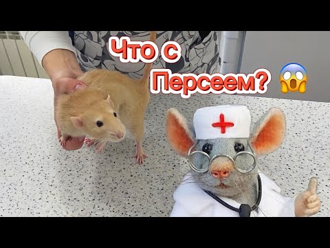 Видео: Мою хвост крысам 🐁 | Визит к ратологу 👩🏻‍⚕️