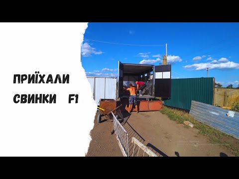 Видео: ❗❗Купив свиноматок F1 Йоркшир/Уэльс✅ Продав вибраковку по 90 грн✅