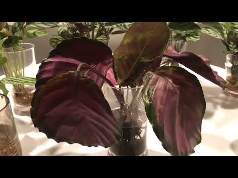 Видео: Водная культура Калатея/Ктенанта — не совершайте моих ошибок…
