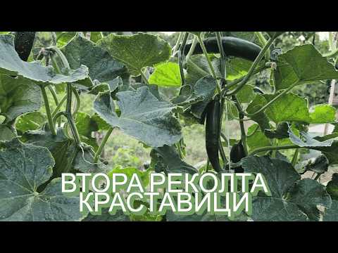 Видео: КРАСТАВИЦИ КРОКОДИЛКИ ВТОРА РЕКОЛТА. Защо краставиците нямат завръз и как можем да решим проблема?