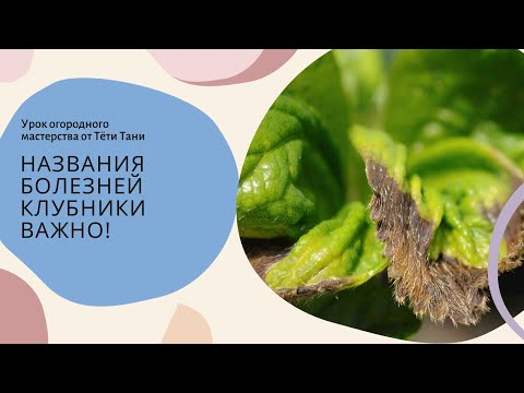 Видео: 828. Названия болезней клубники...