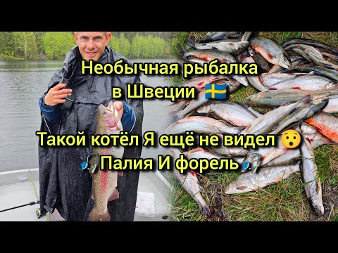 Видео: Необычная рыбалка в Швеции — улов мечты, палия и форель!
