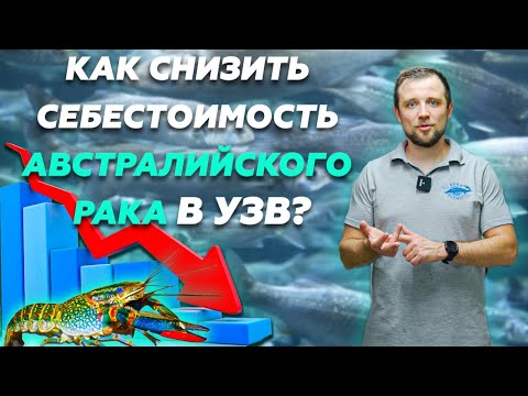 Видео: ТОП 7 фишек ДЛЯ СНИЖЕНИЯ СЕБЕСТОИМОСТИ австралийского РАКА в УЗВ | Идеи для бизнеса