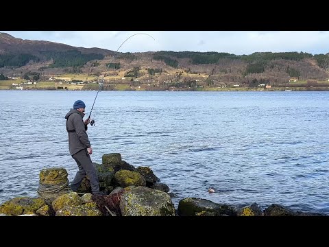 Видео: ТРЕСКА с берега в Норвегии! ОБНОВКИ! Береговая рыбалка в Норвегии весной