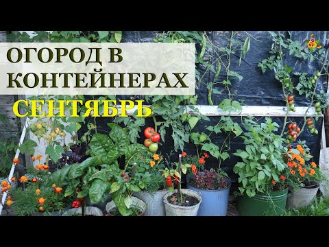 Видео: Огород в контейнерах в сентябре