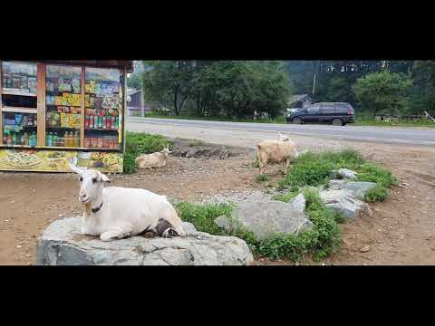 Видео: Владивосток. Шамора