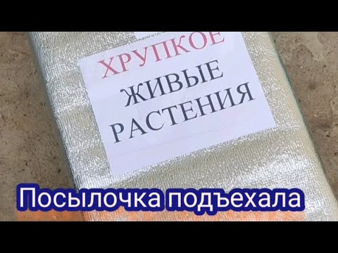 Видео: Новая посылка. Новые растения!