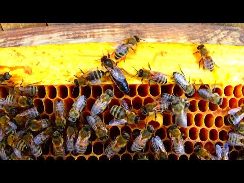 Видео: Как найти (плодную и не плодную) МАТКУ? Тихое и спокойное пчеловодство, пасека для удовольствия.