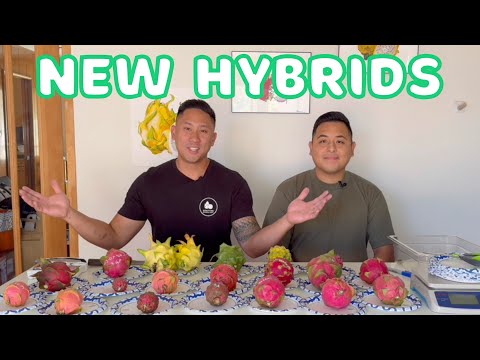 Видео: ДЕГУСТАЦИЯ НОВЫХ ГИБРИДОВ ДРАКОНЬЕГО ФРУКТА!