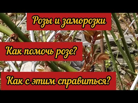 Видео: Розы и возвратные  заморозки. Как помочь розе? Как с этим справиться?