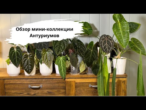 Видео: Обзор моих Антуриумов // ноябрь 2024