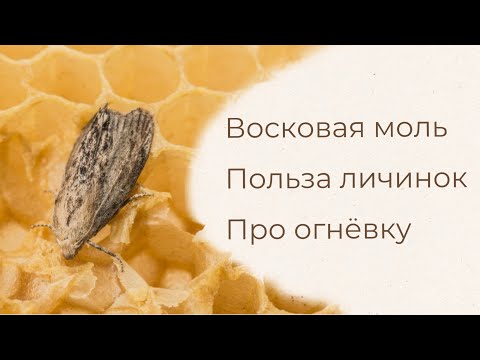 Видео: Восковая моль , польза личинок , про огнёвку 🔥