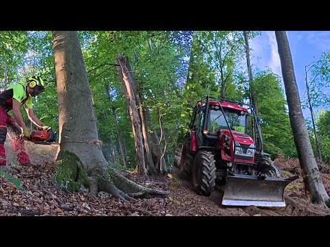 Видео: Заготовка толстых буковых деревьев на лесном хребте, Husqvarna 572xp, Amles, Zetor, Лесные работы
