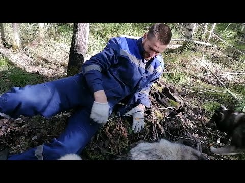 Видео: О таком металле мечтает каждый металокопщик!!!!