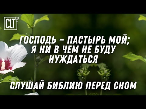Видео: Засыпай с миром в сердце — Божье Слово для покоя | Деревья, растущие в воде | Relaxing
