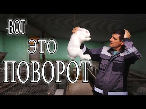 Видео: СТАФФИЛОКОКК КОТОРЫЙ ВЕДЁТ В СУД