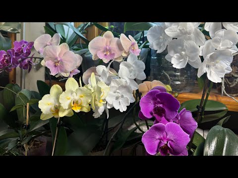 Видео: 🌸Цветение моих прекрасных орхидей. Апрель 2025 г. 🌸🌸🌸