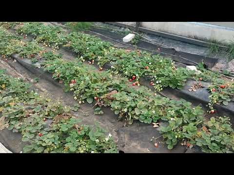 Видео: 🍓 Накрывать клубнику на зиму или нет? И ловим крота 🍓