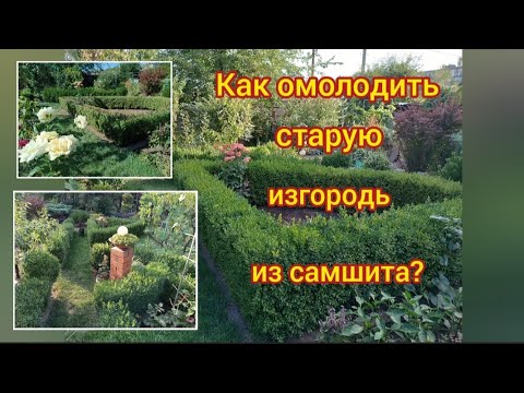 Видео: Что делать если изгородь из самшита стала не красивая и большая? Стрижка лаванды.