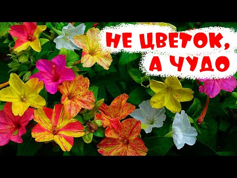 Видео: НЕЗАМЕНИМЫЙ ОСЕНЬЮ ЦВЕТОК - МИРАБИЛИС. Как лучше выращивать, уход, размножение.