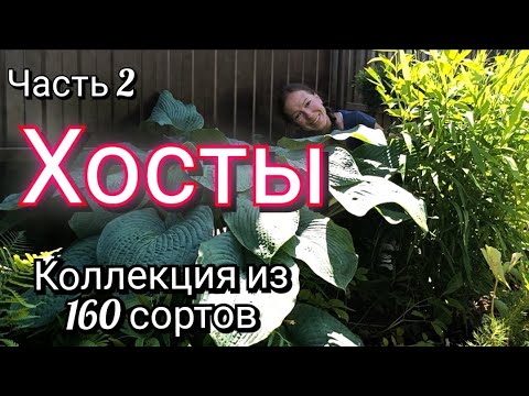 Видео: Хосты - от великанов до малышей! Сорта моей коллекции. Часть 2