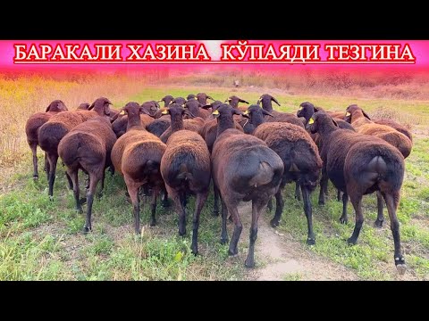 Видео: БЎҒОЗ СЕЗОН АВЖИДА ТАГИ ТОЗА НАСЛИДА МАНЗИЛ СУРХОНДАРЁДА
