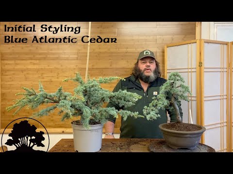 Видео: Создание бонсай из саженцев атлантического кедра – бонсай из гринвуда