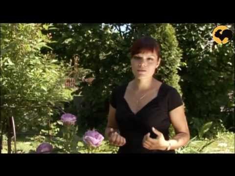 Видео: Розы в Саду. серия 28 Голубые розы