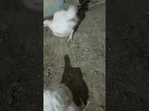 Видео: Оддий уй шароитида Бройлер товук бокиш 37-кун.#жужа #товук #узбекистан #бизнес #бройлер #бройлер