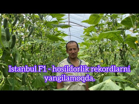 Видео: Istanbul F1 - ҳосилдорлик рекордларни янгиламоқда.