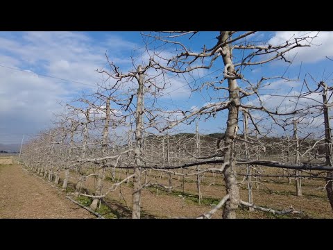 Видео: #Фруктовый сад. Как формируют  ствол дерево в Южной Корее.