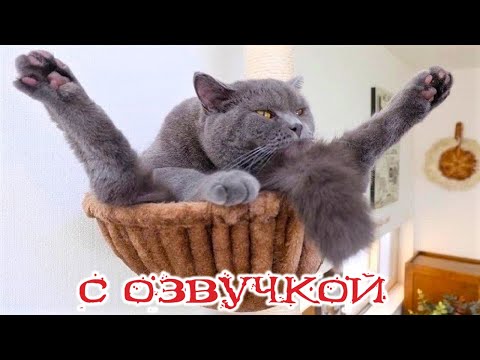 Видео: Приколы с котами! - С ОЗВУЧКОЙ! Самые смешные животные! Смешные коты! РЖАКА!