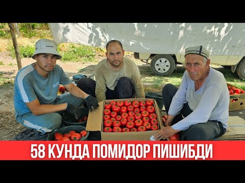 Видео: 58 КУНДА ПОМИДОР МАССАДА ПИШИБДИ.