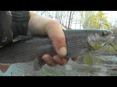 Видео: Рыбалка в октябре на хариуса