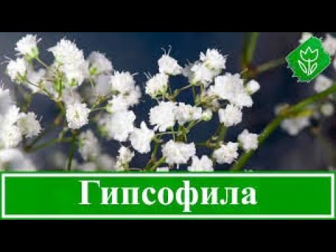 Видео: Гипсофила/Посев семян 2021/Всходы/Люффа, Настурция - обзор.Gypsophila Sowing seeds 2021 Seedlings