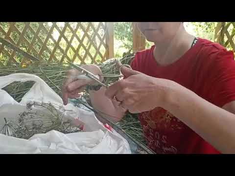 Видео: 🌾🌾🌾🌾 Образаю укроп на улице.  🌾🌾🌾🌾записано видео 21.07.