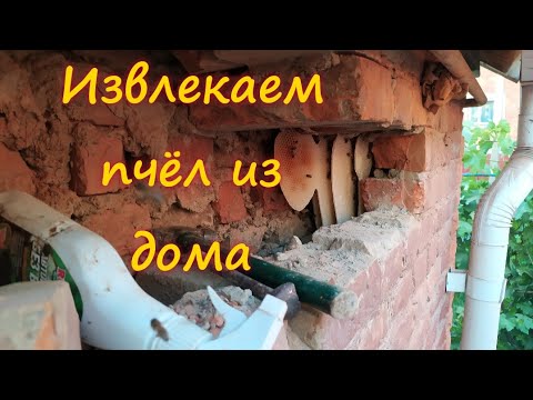 Видео: #пчëлы#лето#2020#в#стене ИЗВЛЕКАЕМ ПЧËЛ ИЗ ДОМА🐝!!!