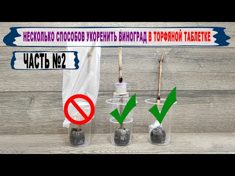 Видео: 🍇 Укоренение черенков винограда  в ТОРФЯНОЙ ТАБЛЕТКЕ. Для тех, кто не понял))) Часть №2.