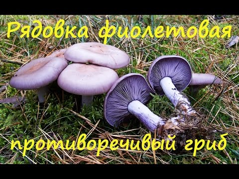 Видео: Противоречивая рядовка фиолетовая.