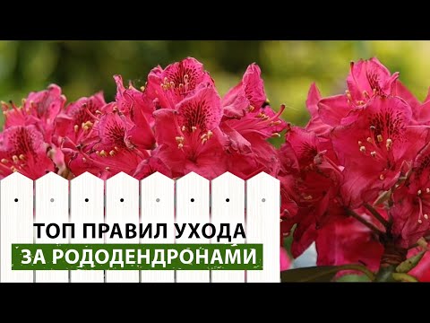 Видео: Хотите, чтобы рододендрон цвел дольше? Делайте так после цветения! Как ухаживать за рододендроном?