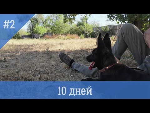 Видео: Воспитание щенка. 10 дней пребывания.